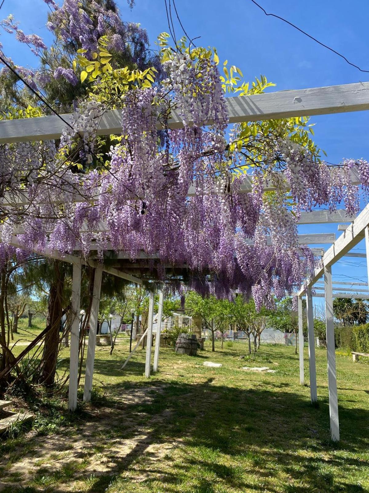 Agriturismo Tenuta La Monaca Aradeo Dış mekan fotoğraf